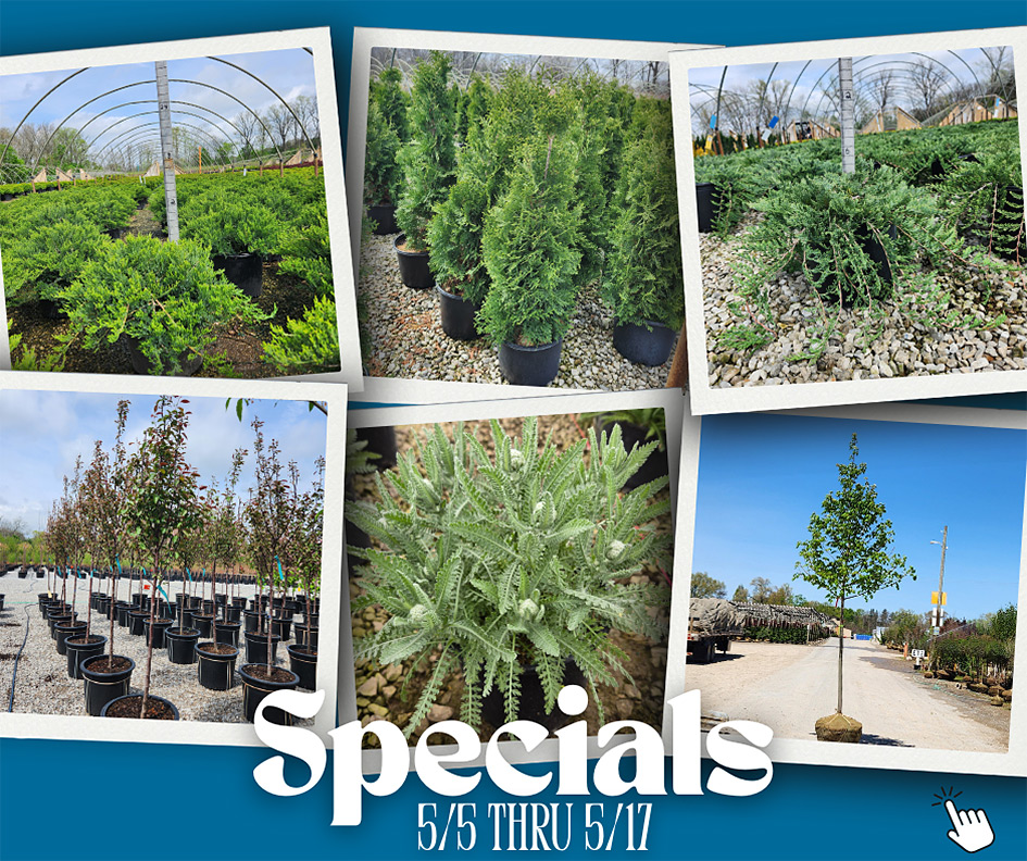 SPECIALS FLYER
