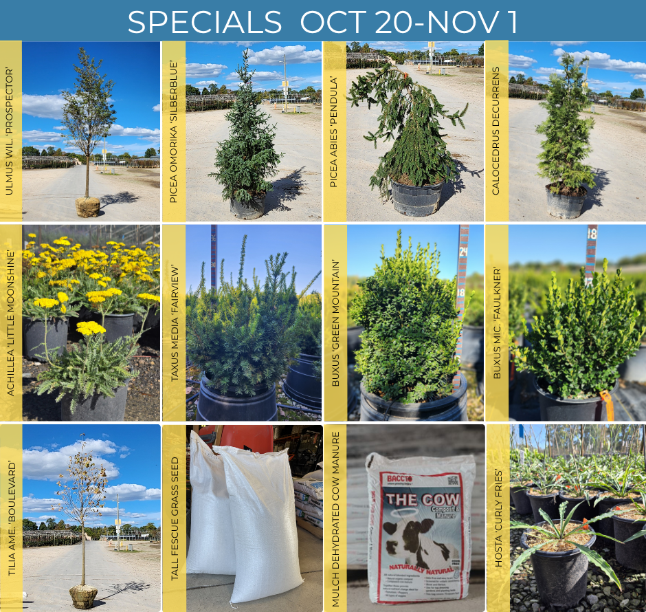SPECIALS FLYER