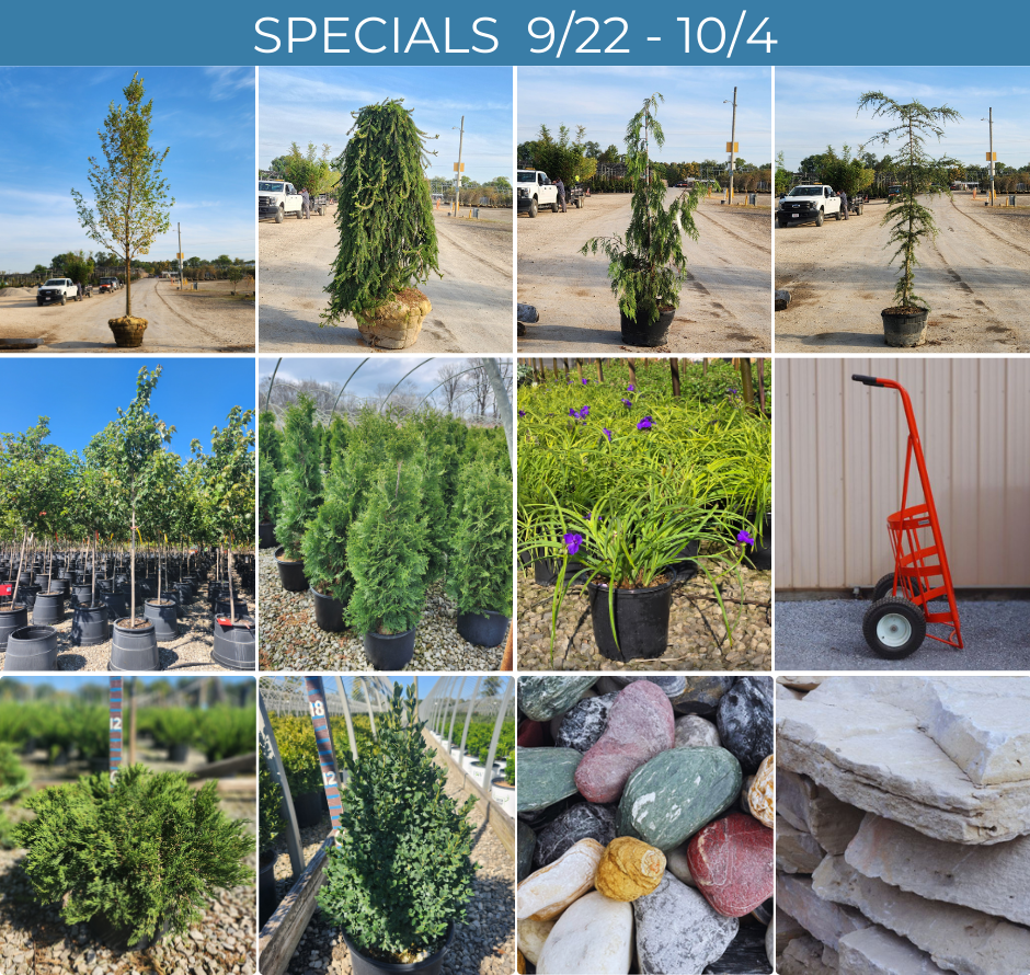 SPECIALS FLYER