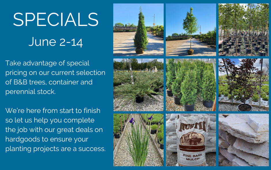 SPECIALS FLYER