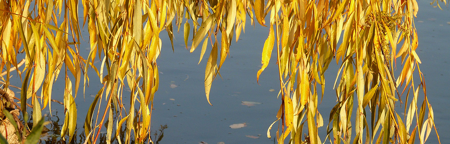 SALIX