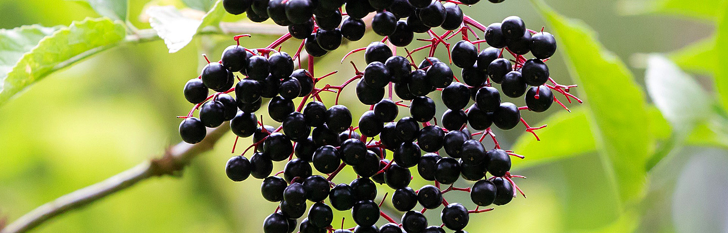 SAMBUCUS