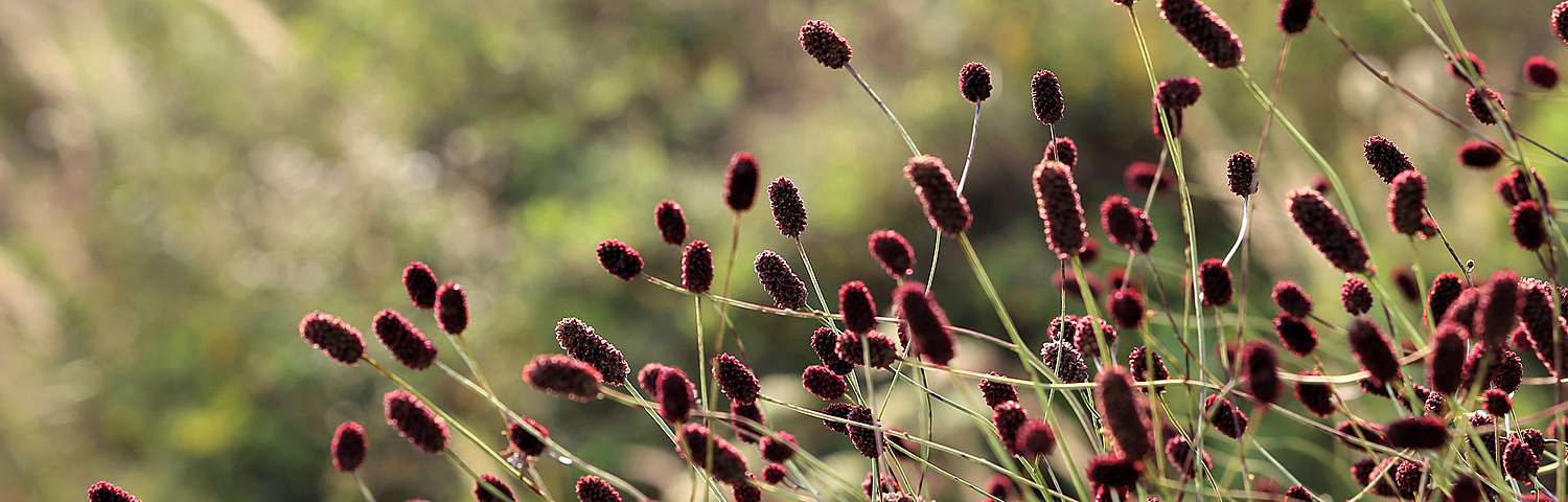 SANGUISORBA