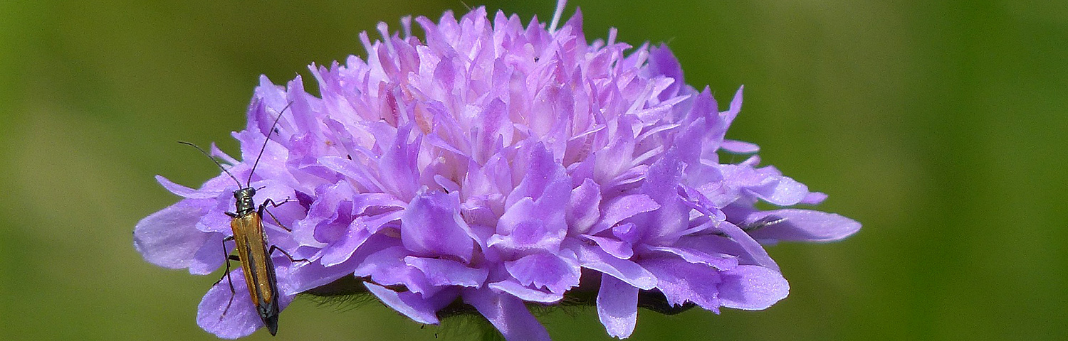 SCABIOSA