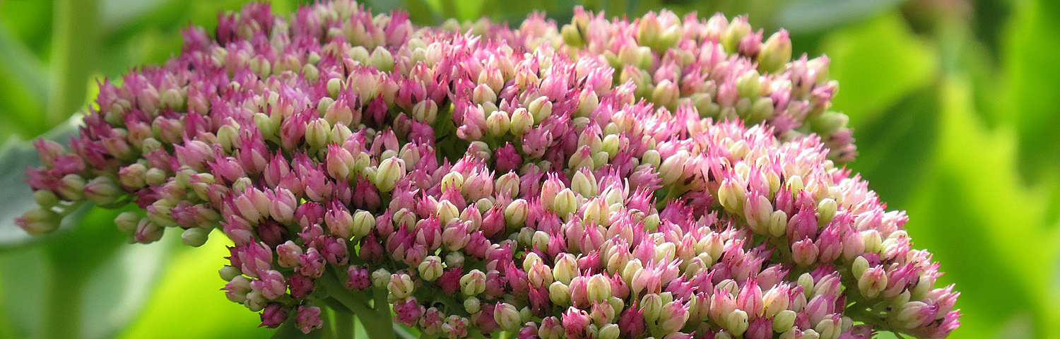 SEDUM CARL