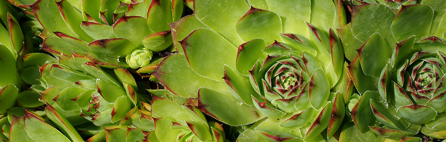 SEMPERVIVUM