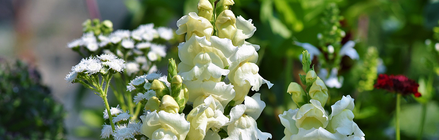 SNAPDRAGON ROSE