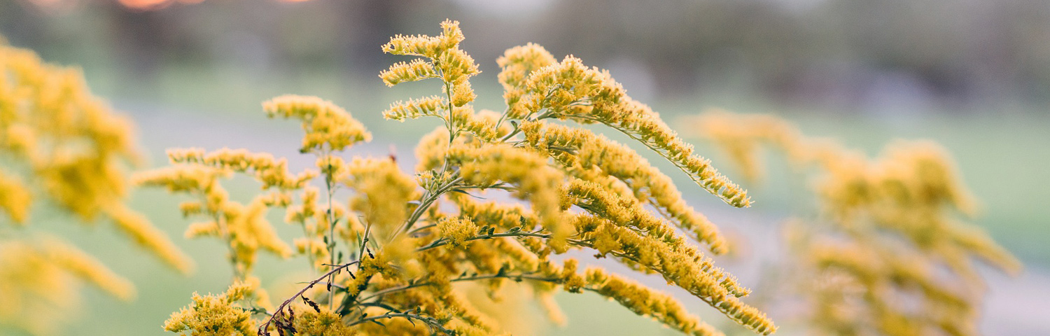 SOLIDAGO