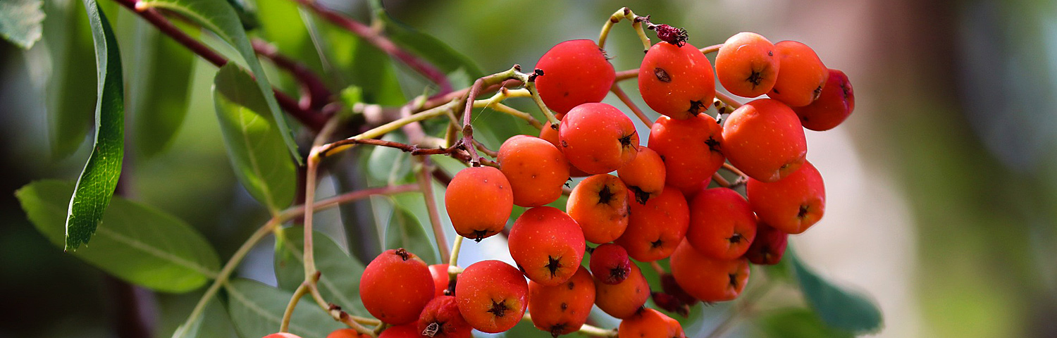 SORBUS AUC CARDINAL ROYAL