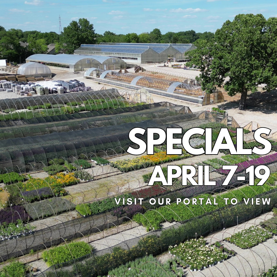 SPECIALS FLYER