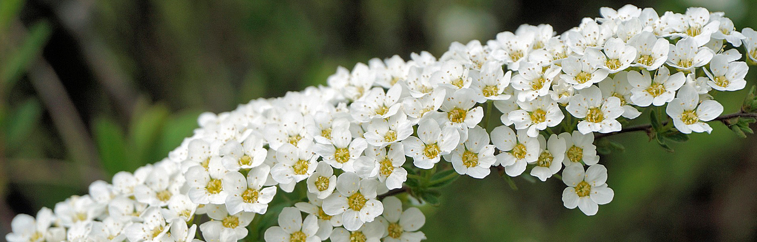 SPIRAEA BET