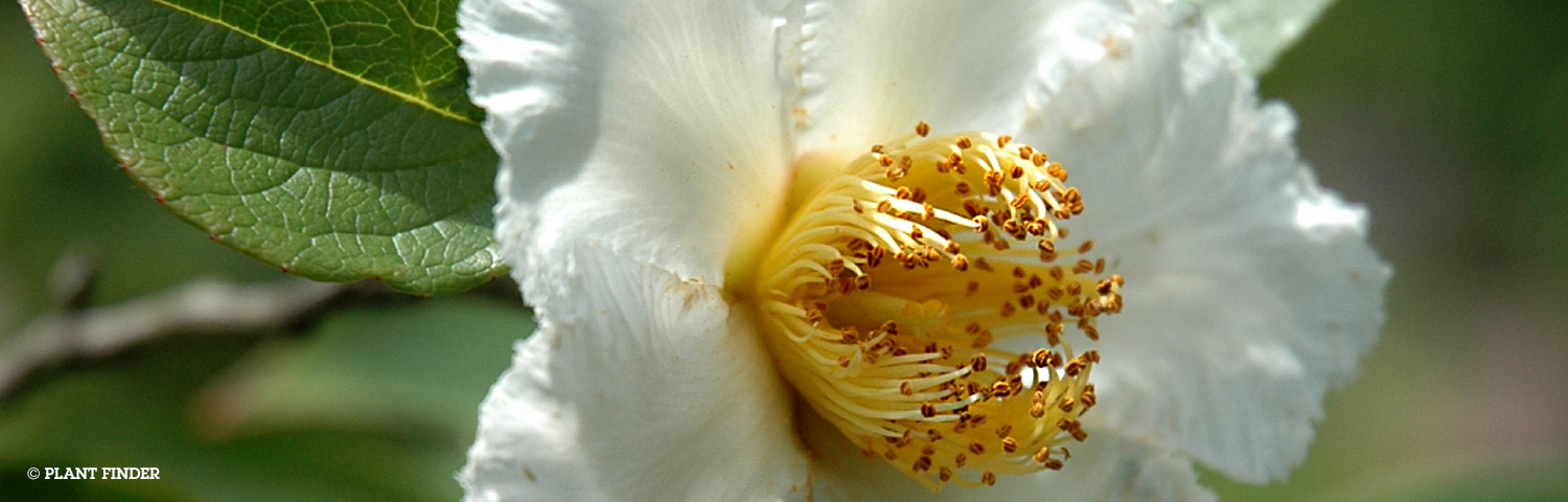 STEWARTIA
