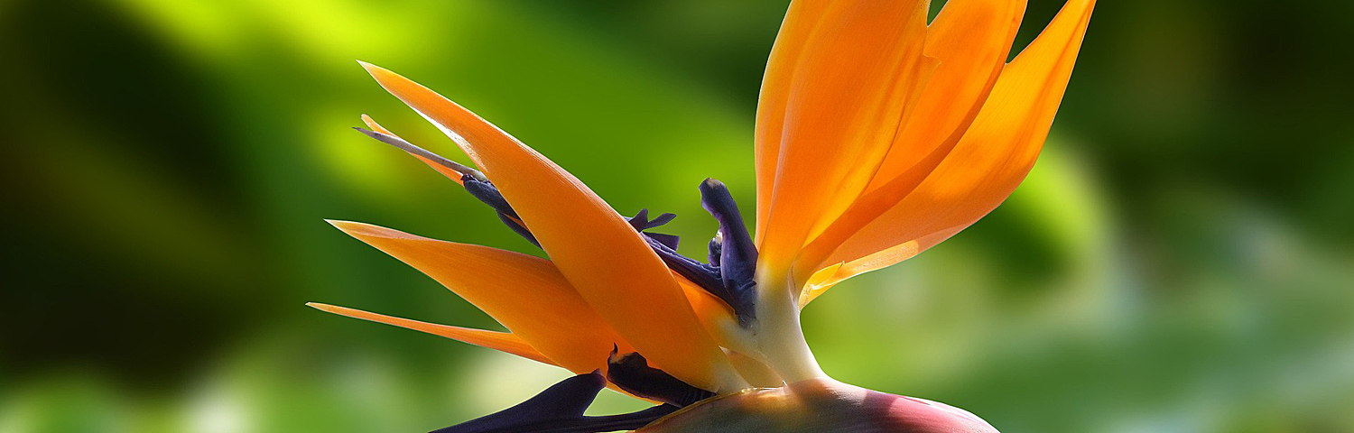 STRELITZIA