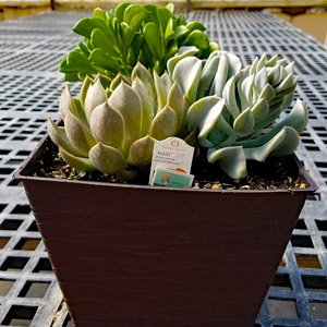 8 inch succulents