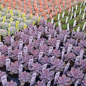 Featured Annual or Seasonal Plant