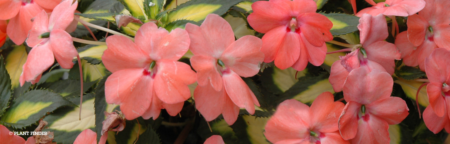 SUNPATIENS ELECTRIC ORANGE