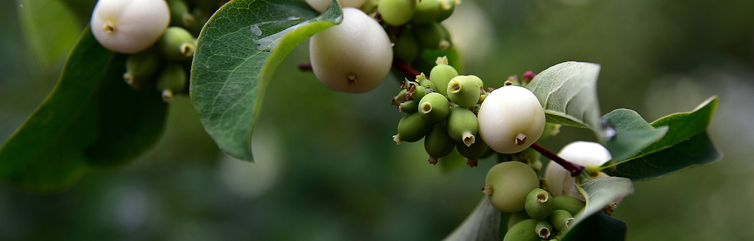 SYMPHORICARPOS CHE HANCOCK
