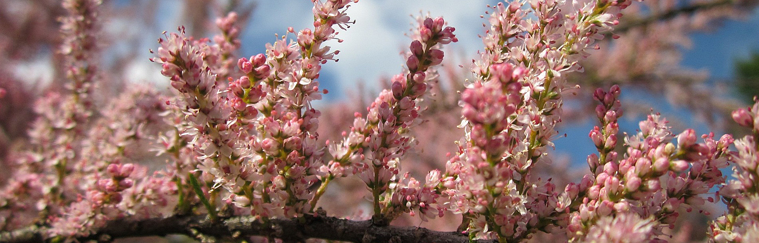 TAMARIX
