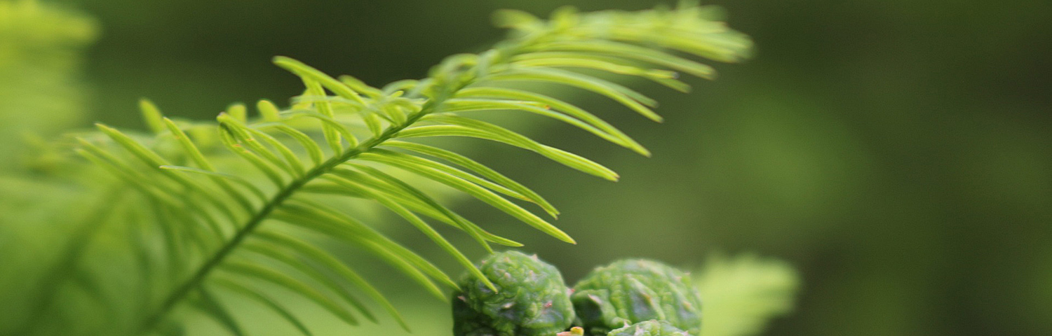 TAXODIUM