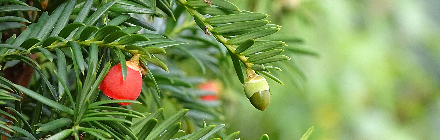 TAXUS BAC