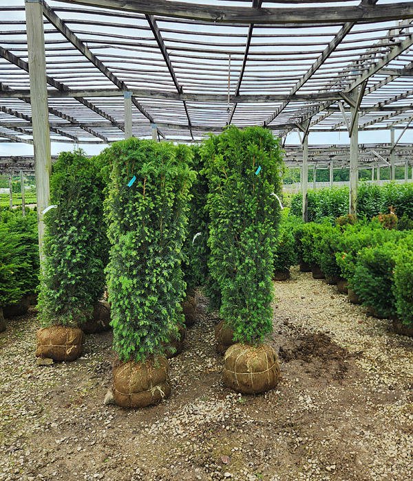 TAXUS MEDIA H M EDDIE