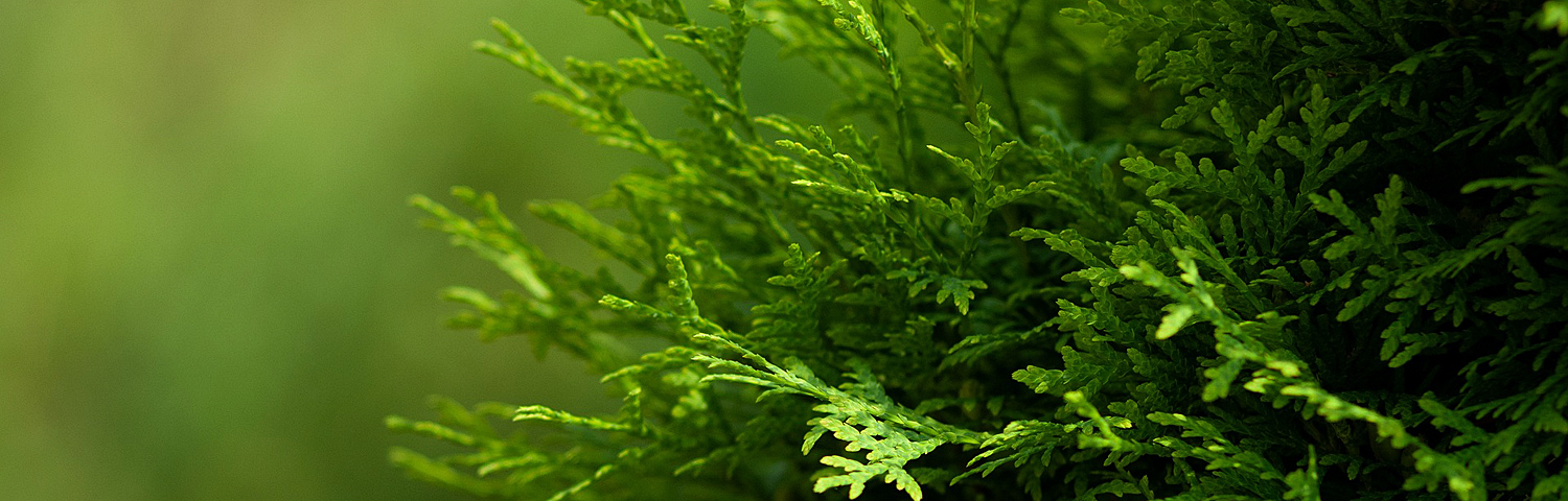 THUJA OCC AUTUMN MOON