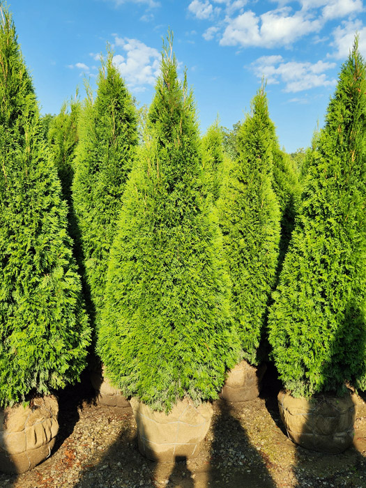 THUJA OCC SMARAGD