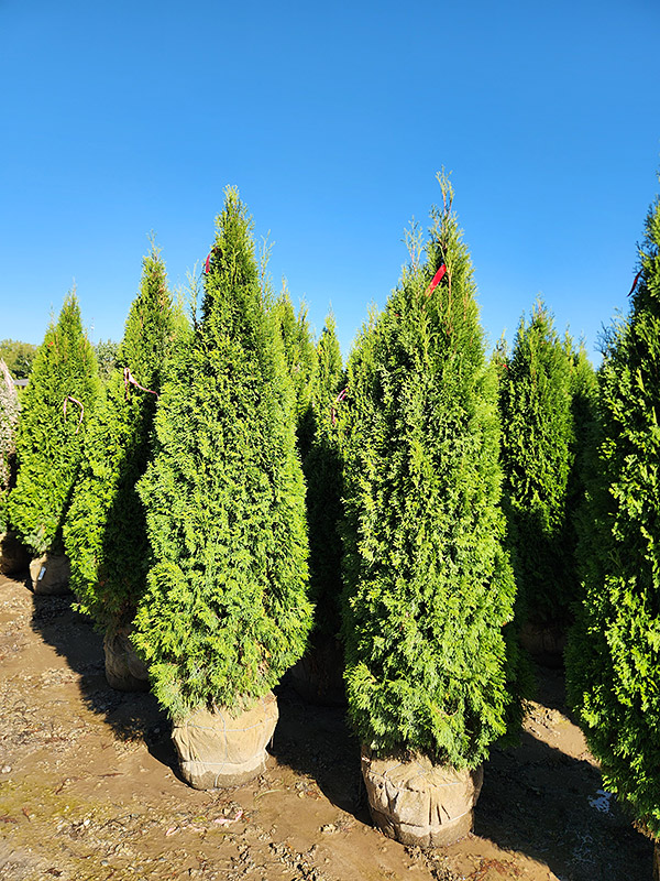 THUJA OCC SMARAGD