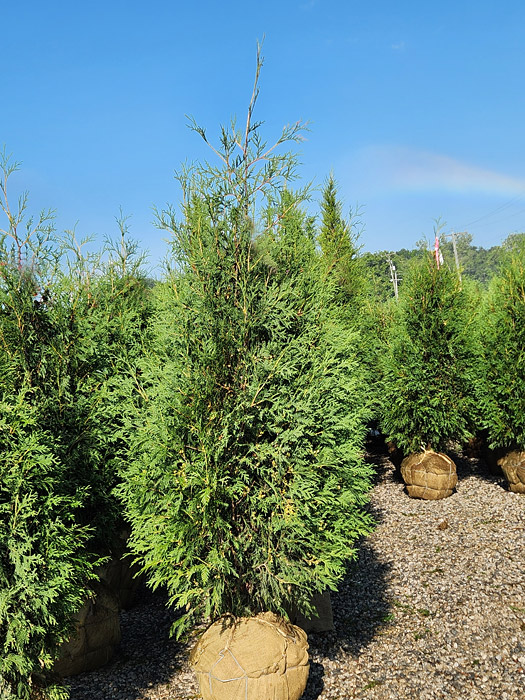 THUJA OCC TECHNY