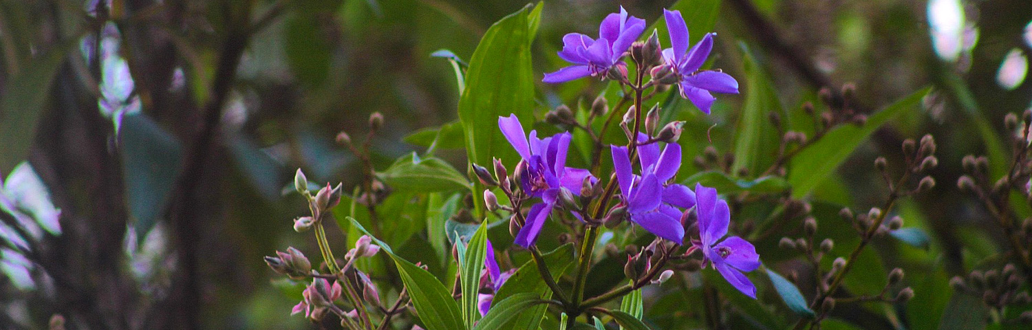 TIBOUCHINA