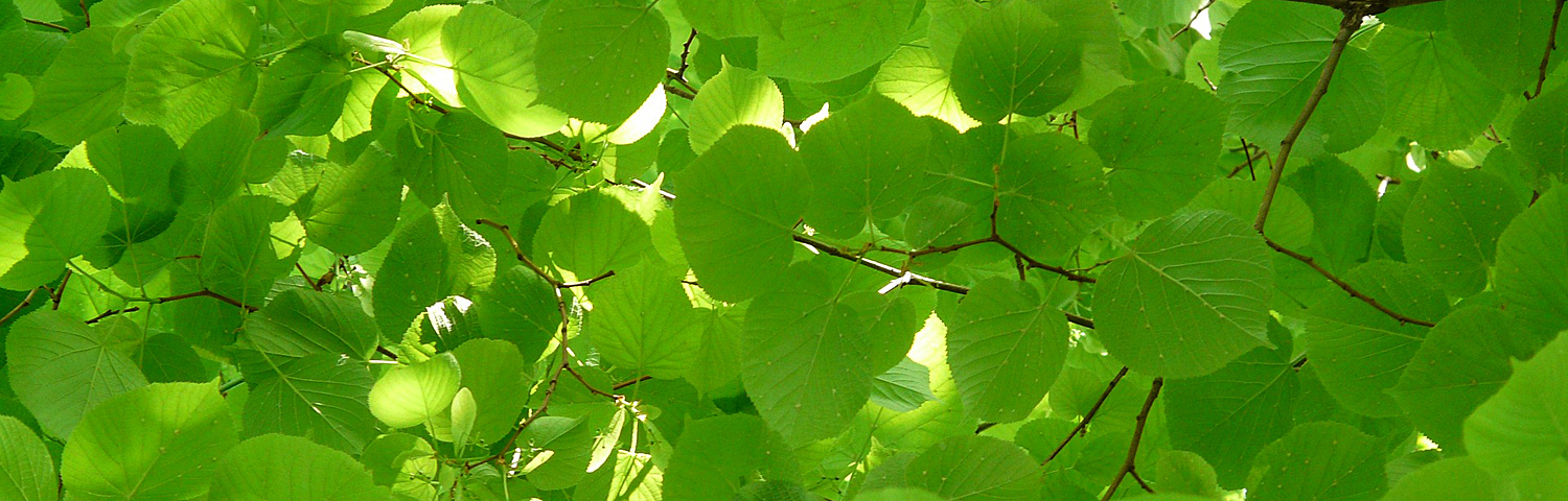TILIA TOM