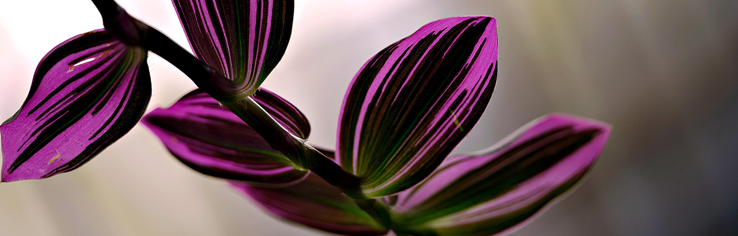 TRADESCANTIA