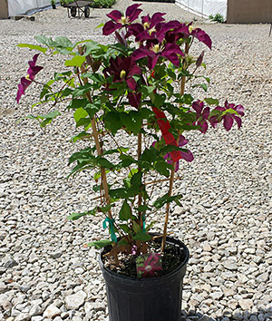 Trellis Type