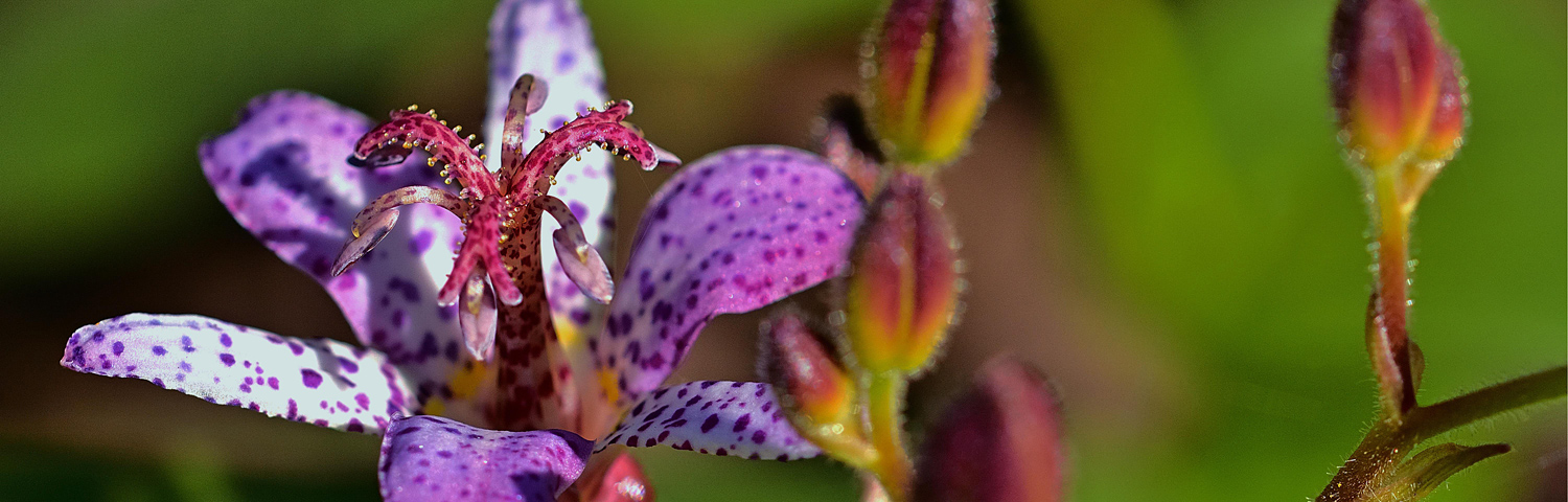TRICYRTIS