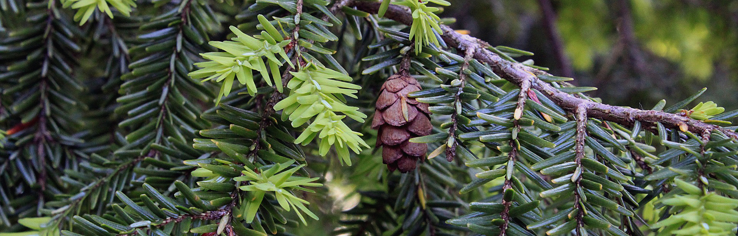TSUGA CANADENSIS