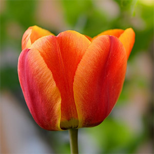 Apeldoorn Elite Tulip