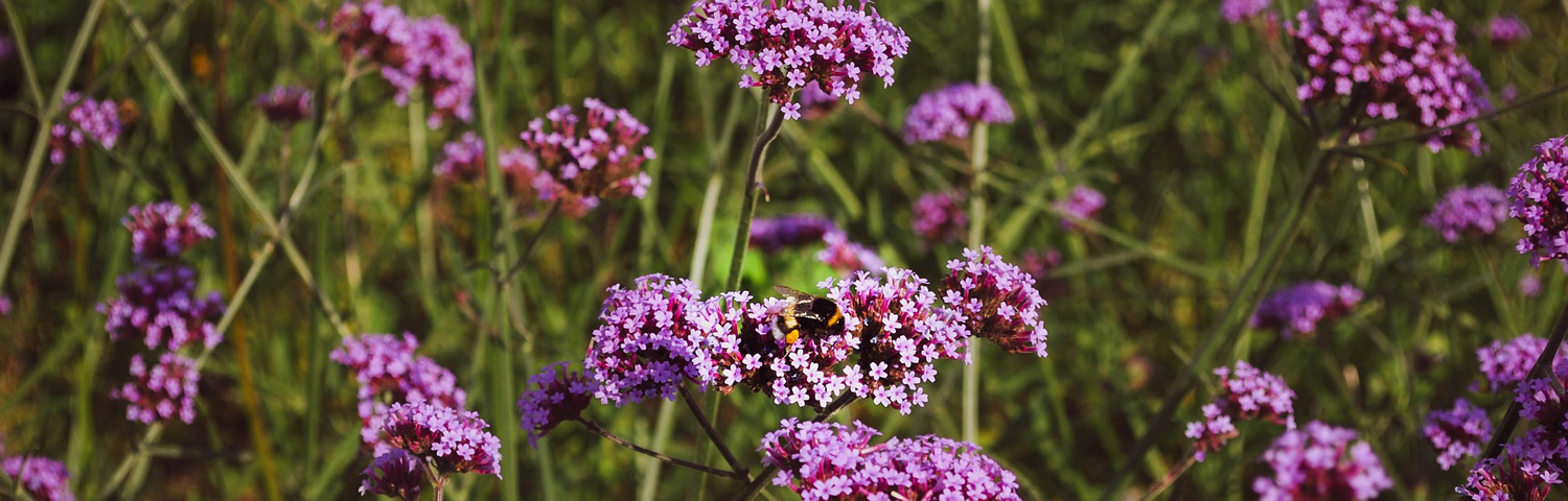 VERBENA ENDURASCAPE PURPLE