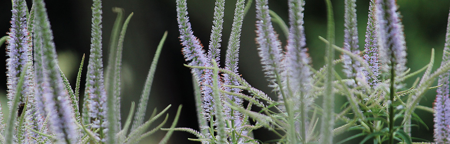 VERONICASTRUM VIRGINICUM