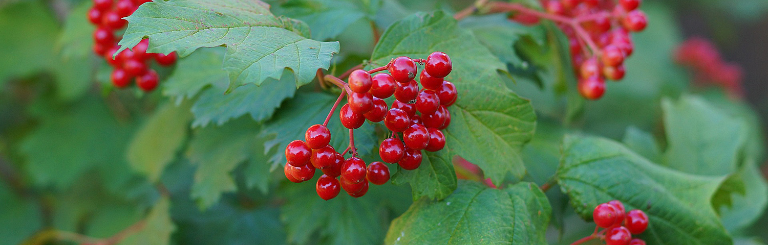 VIBURNUM CARLESII