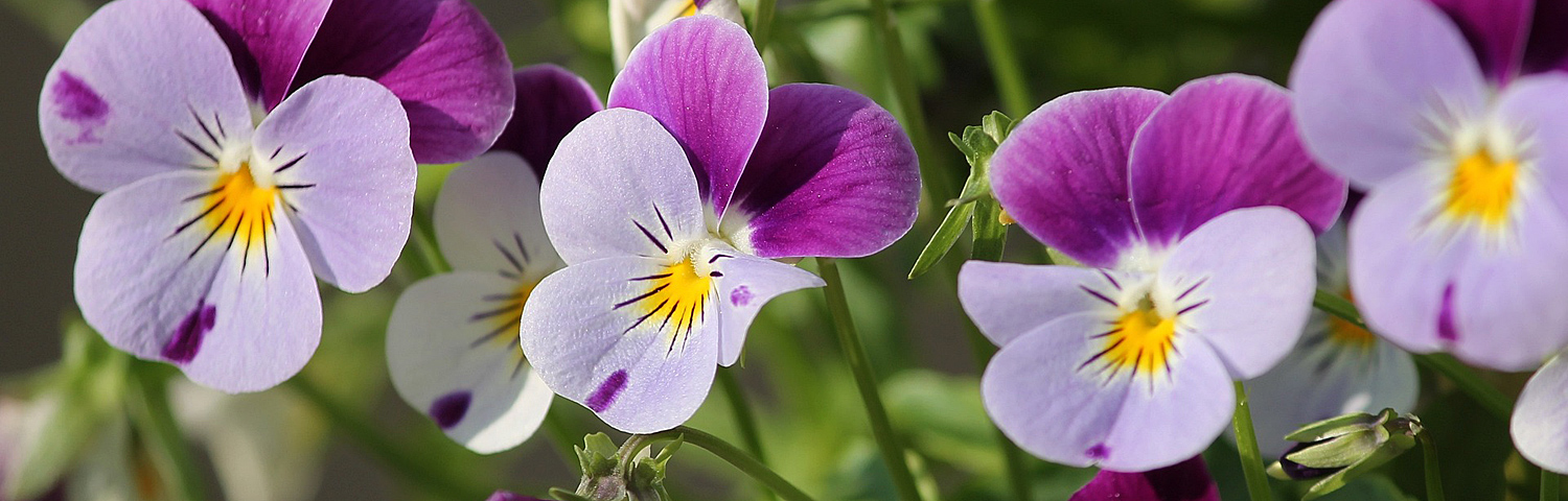 VIOLA