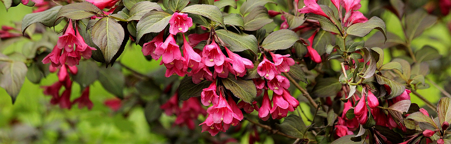 WEIGELA