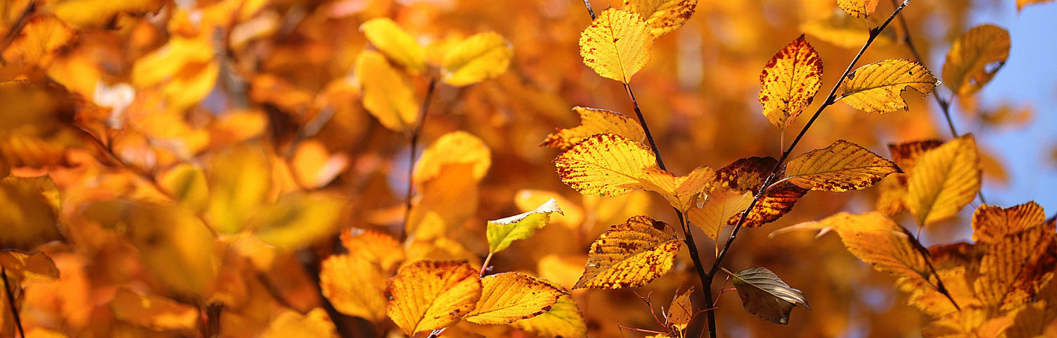 ZELKOVA