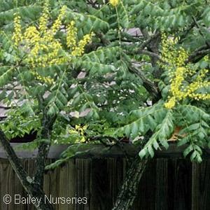 GOLDENRAIN TREE