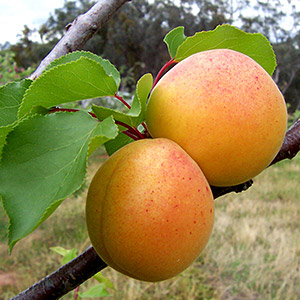 apricot fruit