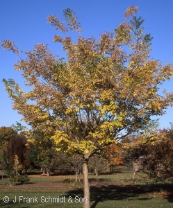 CORK TREE