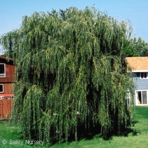 SALIX