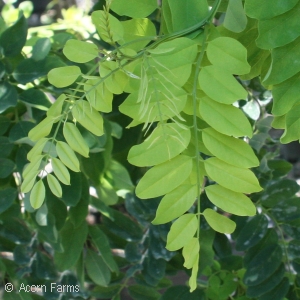 ROBINIA