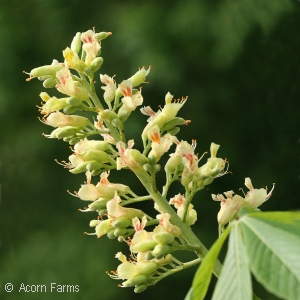 HORSECHESTNUT