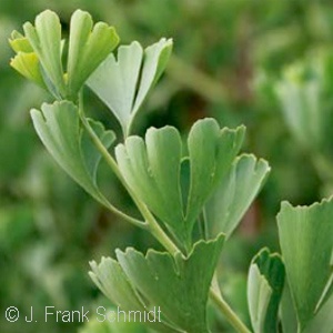 MAIDENHAIR TREE