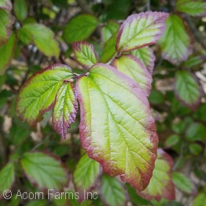 PARROTIA